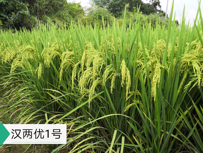中熟中稻——漢兩優(yōu)1號