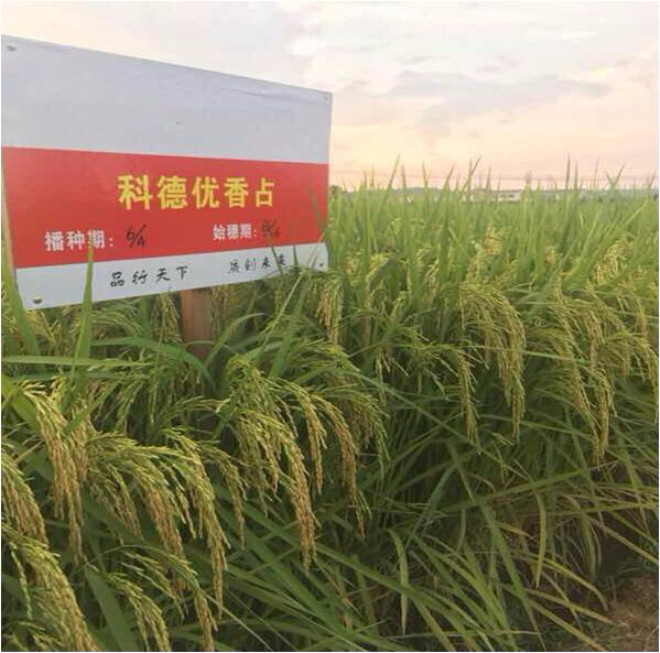 科德優(yōu)香占