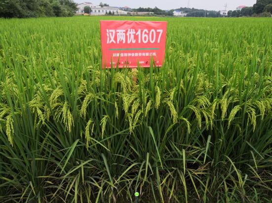 遲熟中稻——漢兩優(yōu)1607