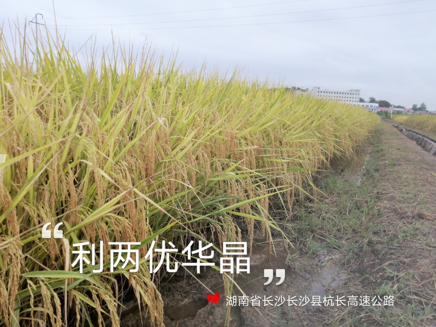 利兩優(yōu)華晶