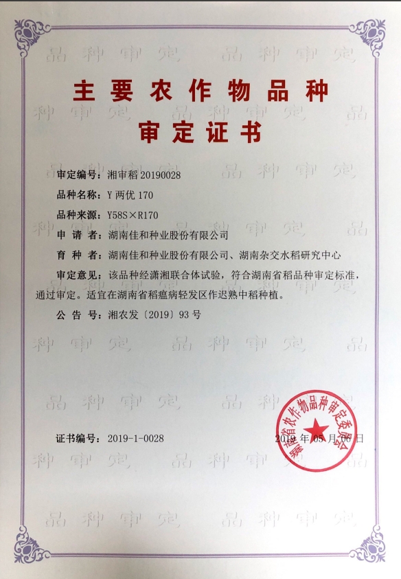 遲熟中稻——Y兩優(yōu)170
