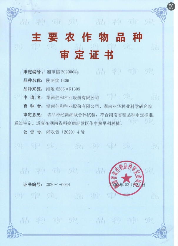 中熟早稻——陵兩優(yōu)1309