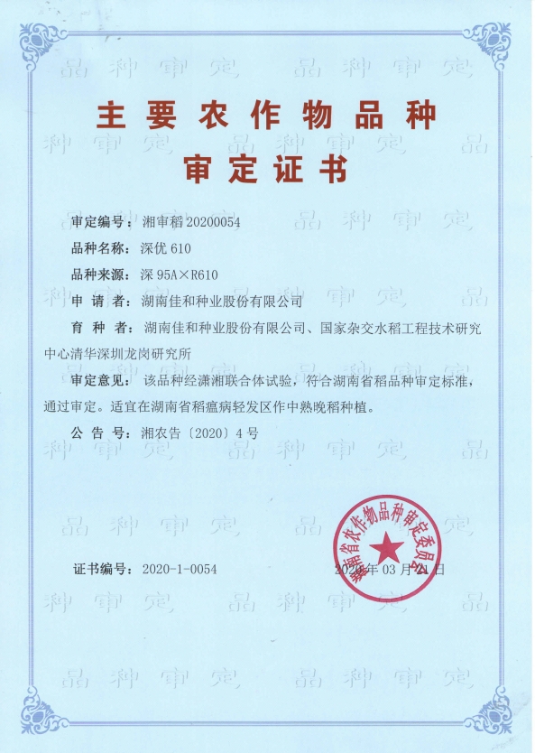 中熟晚稻——深優(yōu)610
