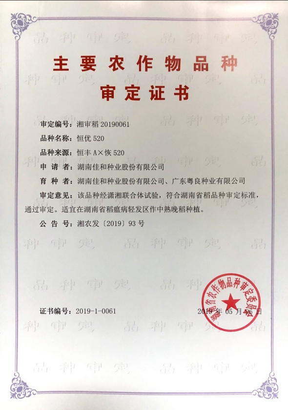 中熟晚稻——恒優(yōu)520
