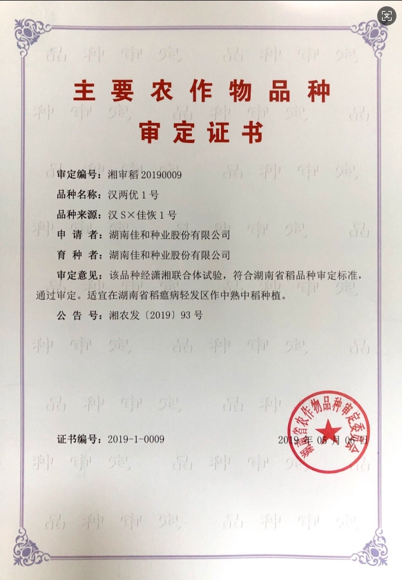 中熟中稻——漢兩優(yōu)1號(hào)